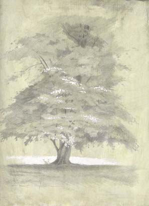 Maple