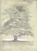 Maple