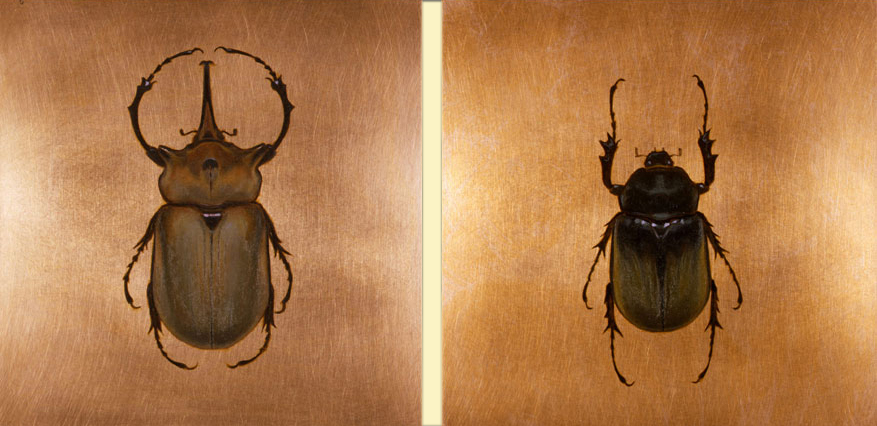 Mr. and Mrs. Megasoma elephas