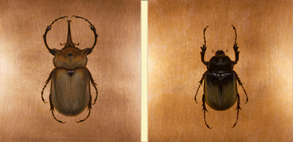 Mr and Mrs Megasoma Elephas