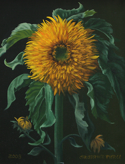 Double Sunflower