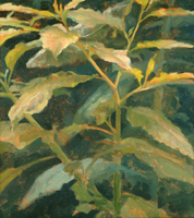 Botanical Study 3