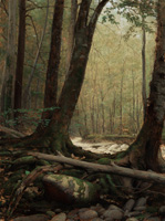 Forest Interior