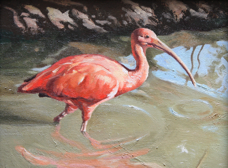 Scarlet Ibis