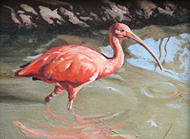 Scarlet Ibis