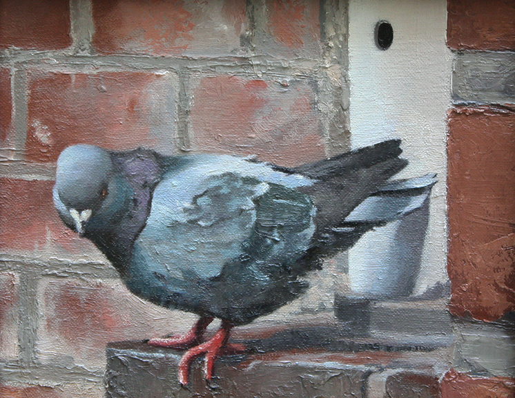 Pigeon