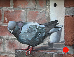 Pigeon
