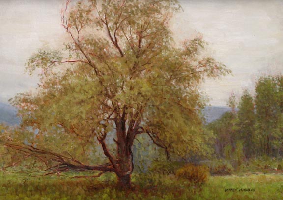 Willow in Rain
